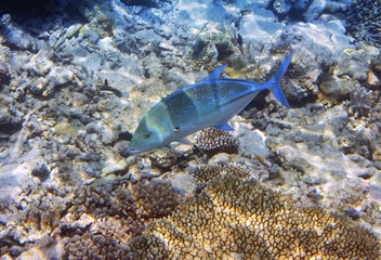 Jack fish (Caranx lugubris) over a coral reef, the Indian Ocean..