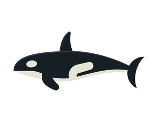 Cartoon killer whale isolated on white background. Orca vector illustration in flat design.