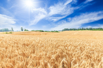 Ripe wheat field and blue sky with clouds