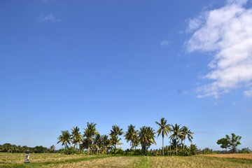 Fototapeta premium Coconut tree and blue sky