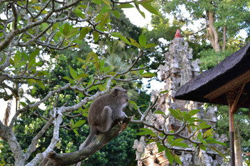 Monkey in the temple.