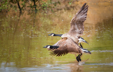 two greater canada geese flying