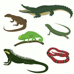 Set of reptiles and amphibians isolated on white background.