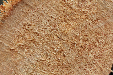 Close-up round cut down cross section tree log with annual rings wood texture pattern