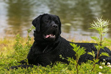 big black dog labrador