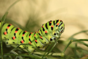Papilio Machaon caterpillar