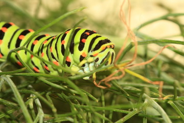 Papilio Machaon caterpillar