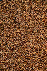 Buckwheat