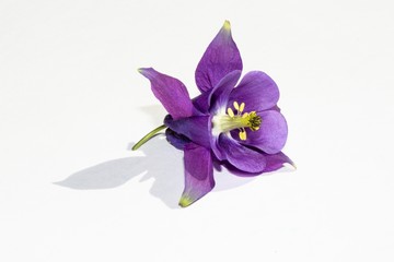 Naklejka na ściany i meble Violet flower of a field plant on a white background.