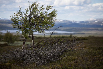 Lonely birch in the harsh environment up in the Swedish mountains.