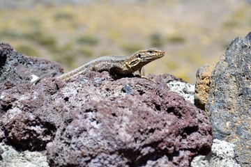 Lizard on the rocks