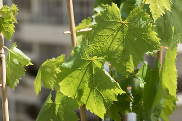 MODERN GREEN GRAPE LEAF