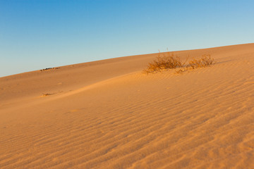 Divided photography on two part by sand and sky. Lands and panorama background. Sustainable ecosystem. Yellow dunes at sunset