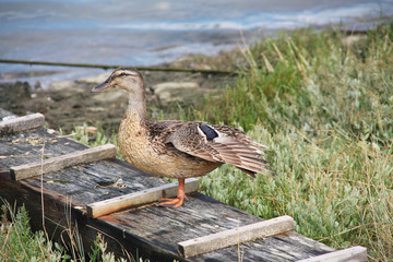 Canard