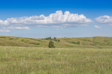 Obraz premium Yellow-green hill and sky with clouds. Wild grasses.