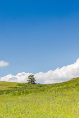 Yellow-green hill and sky with clouds. Wild grasses.