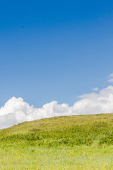 Fototapeta premium Yellow-green hill and sky with clouds. Wild grasses.