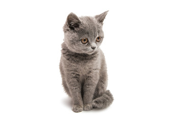 Gray kitten isolated