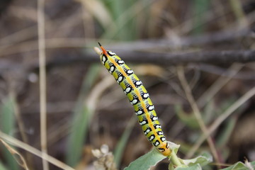 Bright caterpillar