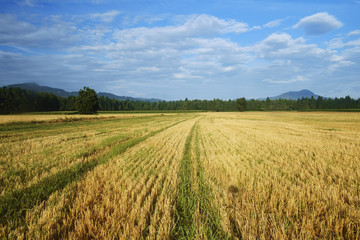 Obraz premium A freshly cut field of wheat