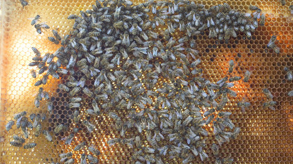 Bees honeycomb with honey and bees