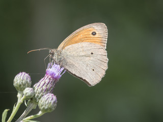 Ein Schmetterling (Ochsenauge,Maniola jurtina) sitzt an einer Distelblüte.