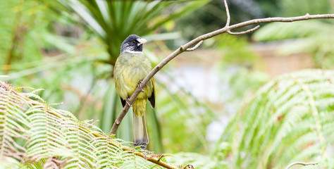 Collared Finchbill, Spizixos semitorques, perched on a branch on a bright sunny day