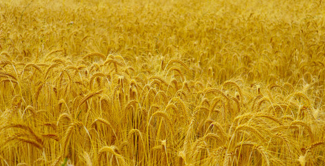 Bright colorful golden rye spikelets, harvest backdrop. Field of ripe yellow cereals, closeup view.