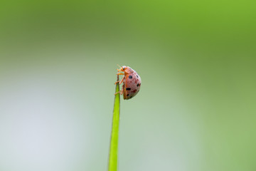 Ladybug on green leaf