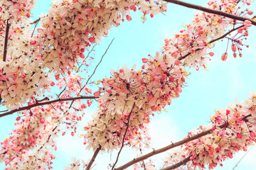 Sakura Color Chan in Thailand