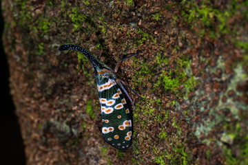 Pyrops candelaria close up.