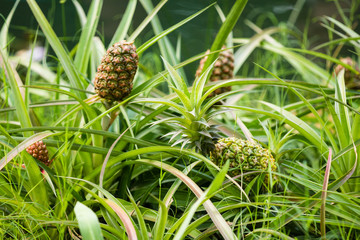 immature pineapples