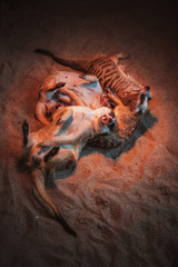 Many meerkats are played and lie on the sand