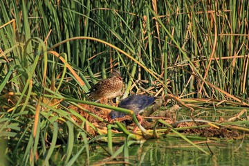 aves