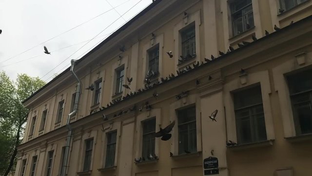 SLOW MOTION: Doves fly from a house