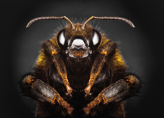Portrait bumblebee close-up on black isolated background