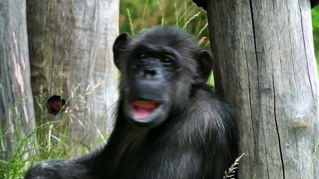 Common chimpanzee (lat. Pan troglodytes). Specie of great ape.