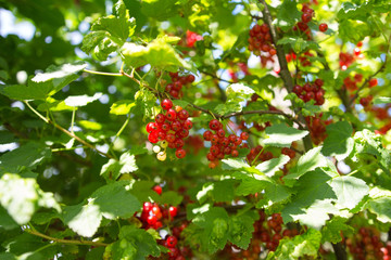 Juicy ripe red currant berries on bush branches with green leaves in the garden