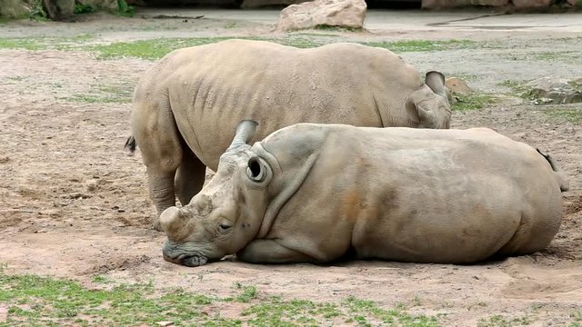 Southern white rhinoceros (lat. Ceratotherium simum simum). Largest extant species of rhinoceros.