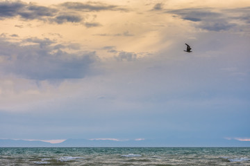 bird flying over surface of green sea waves at cloudy day 
