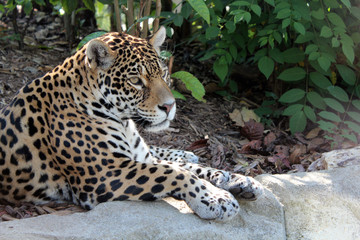 Jaguar