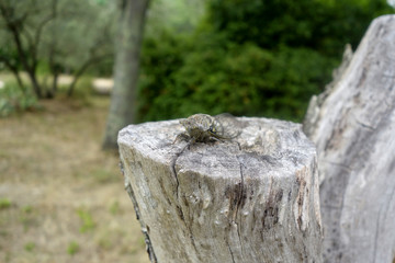 Cigale