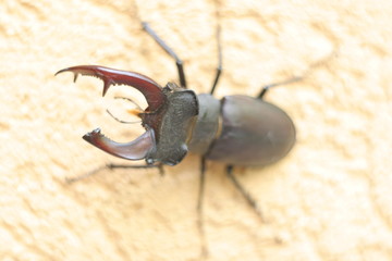 insect