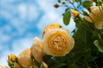 Yellow Roses photos, royalty-free images, graphics, vectors & videos ...