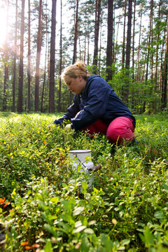 woman picking up bilberries in the forest