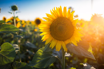 Big sunflower on natural background. Field of sunflowers, summer time