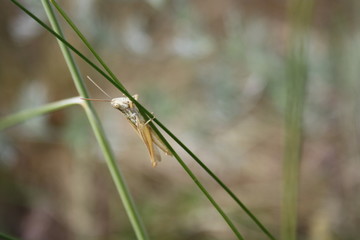 Grasshopper on a green branch