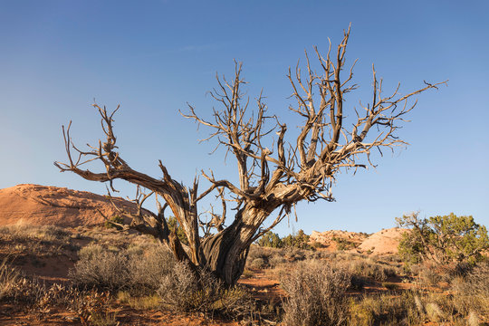 Dead tree, Escalante, Utah, USA