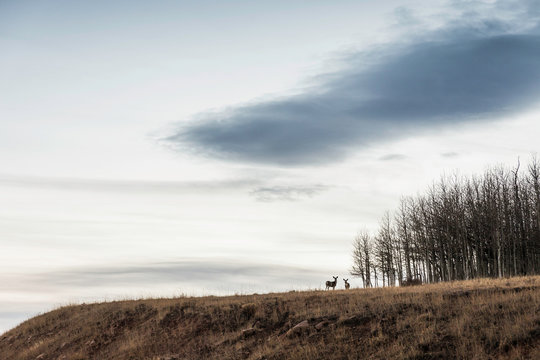 Scenic view with deer on hillside, Fruita, Utah, USA