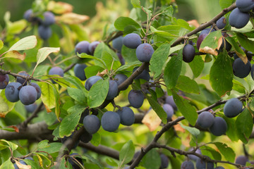 Prugne viola su un ramo 